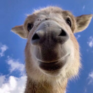 欲买桂花同载酒 终不似