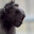 Brainless Ape