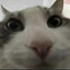 gatoc