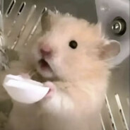 头油只用斯丹康