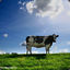 DairyCow