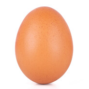 Правое яичко