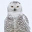 SnowyOwl27