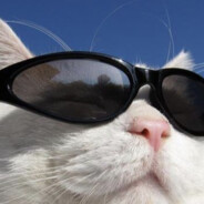 Simon_Havestol (DumNumS.dk)