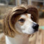 DogWithWeave