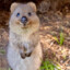 QuokkaFluffPuff