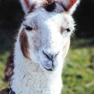 iamastone - steam id 76561197964097616