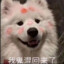 龙风疯