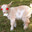 Goat On Crack