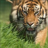 ҳ ๖ۜRαzøяۜŦµηgι° ҳ