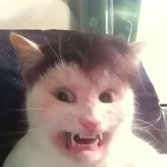 кошачьи визги