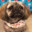 Mr Salty Pug