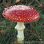 Red_mushroom