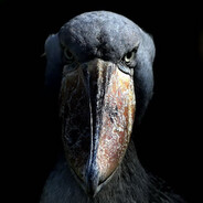 the shoebill