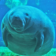 Lamantin