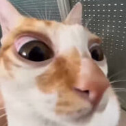 Frusteh's avatar