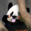 天才小熊猫