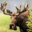 Moose