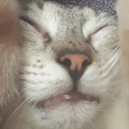 Shimo