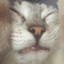 Shimo