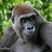 暗黑无敌暴龙战神