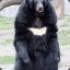 Mr Black Bear