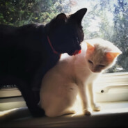 你这么想也正常