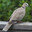 eurasian collared dove