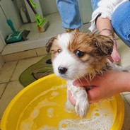 我有一只小懒毛