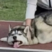 九成新地头蛇啊呜