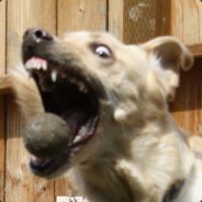 Liquid Sneeze - steam id 76561197960953898