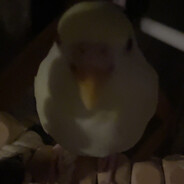 alexanderninjapaws