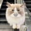牢大肘击大蟒蛇