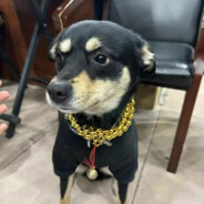 大庆路扛把子——小黑