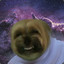 space doog