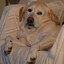 PERRO PANZÓN