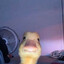 Fleaky