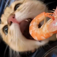 кот жрёт креветку's avatar