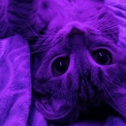 シ  シ