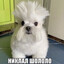 niklal_shololo's avatar