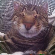 | Scharmlippendeospray