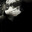FatRat