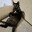 Cat Lover 67