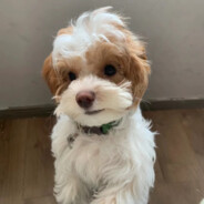 死道友不死贫道