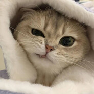 Milliucat