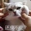与声与叶