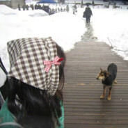 平芜尽处是春山