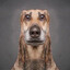 bald dog