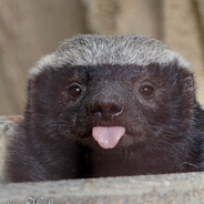 УГРЮМЫЙ МЕДОЕД