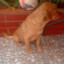 ByCapi